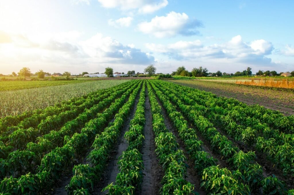 A farm field planted with pepper crops.